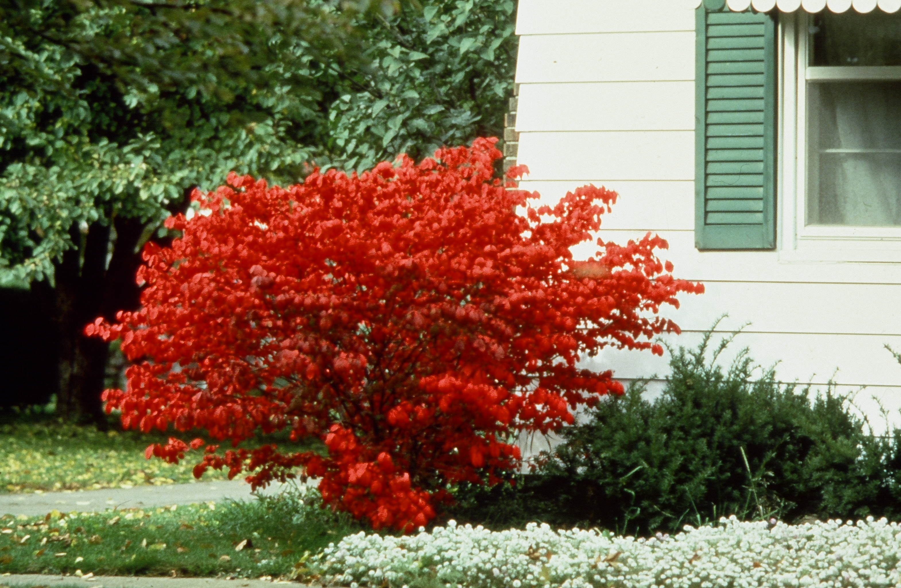 EUONYMUS al.'Compactus' 18"